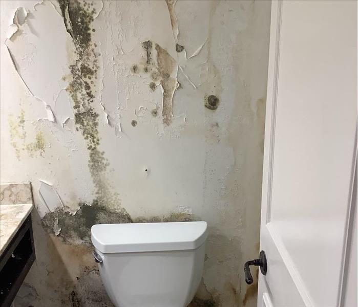 Mold covered wall