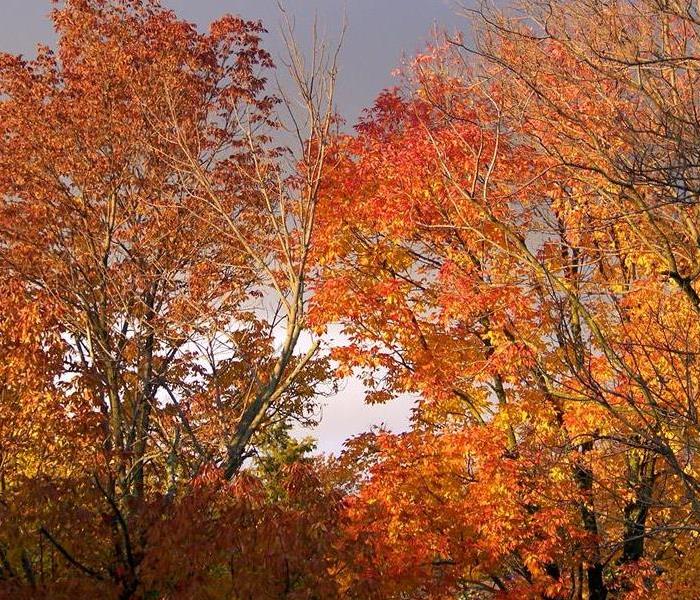 Autumn Leaves on a tree